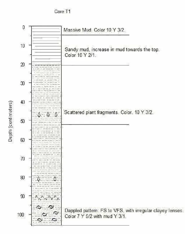 Fig. 4. Vertical facies succession according to the macroscopic description of the core from the sediment bank (T1)