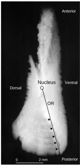 Fig.  3.  Characteristics  of  whole  otoliths  from  king  mackerel  observed  under  transmitted  light  for  age  determination