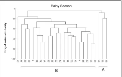 Fig.  6.  Bray-Curtis  clustering  showing  the  three  groups  obtained  in  the  ANOSIM analysis (R = 0.887) of the polychaete abundance matrix recorded in  the rainy season