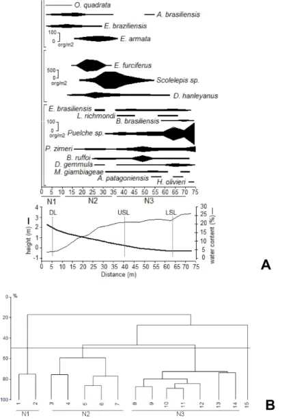 Fig. 4. Mean macrobenthic zonation, beach morphology and moisture content at Navegantes beach  (A), and the cluster analysis results (B)