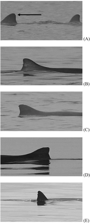 Fig. 4. Five marked franciscana dolphins (P. 
