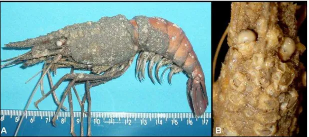 Fig. 2. Prawn (specimen 8) with cuticle recovered by the barnacle Amphibalanus improvisus and bryozoans