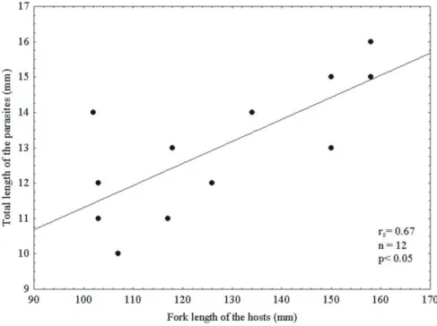Fig. 3. Linear regression between the body size of the host C. chrysurus and the parasite L