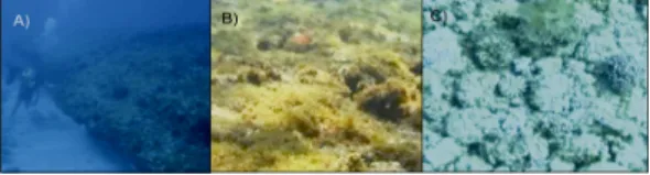 Fig. 5. View of the seabed adjacent to Rio Grande do Norte  State.  A)  Submerged  beachrock  at  25  m  water  depth;  B)   corallinaceae algae; C) rhodolites