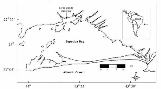 Fig. 1. Study area: Coroa Grande mangrove swamp, Sepetiba Bay, Rio de Janeiro ( ♦ ).
