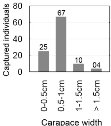 Fig. 2. Frequency distribution of carapace width (CW) of all  fiddler  crabs  collected  in  a  target  area  of    the  U
