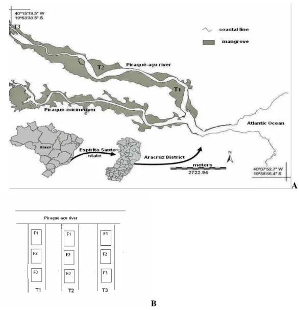 Fig. 1. A:  Location of sampling sites on the Piraquê-açu river estuary (Aracruz), Espírito Santo, Brazil