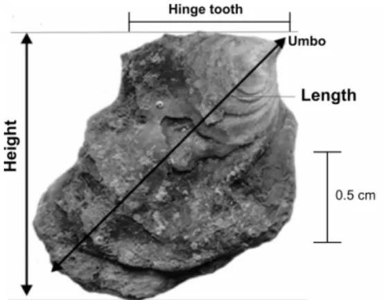 Fig. 2. External view of Isognomon bicolor indicating the two  measurements. 
