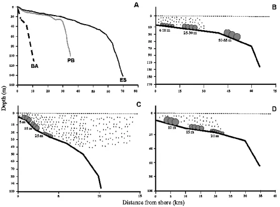 Fig.  10.  Schematic  representation  of  rhodolith  dimensions  distribution  along  depth  gradients  in  the  three  Brazilian  rhodolith  beds  studied