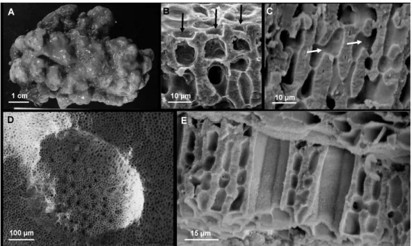Fig.  2A-D.  Lithothamnion  brasiliense:  vegetative  and  reproductive  features.  (A)  General  view  of  the  growth  form