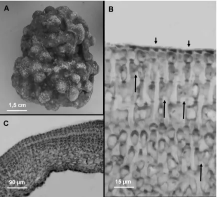 Fig. 3A-D. Lithothamnion superpositum: vegetative features. (A)  General  view of the  growth form