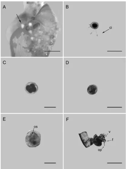 Fig. 1. Development of Heleobia australis. A. Egg mass on adult shell. B. Egg before  initial stage