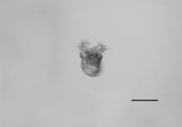 Fig.  2.  Swimming  veliger  of  Heleobia  australis.  Scale  bar: 