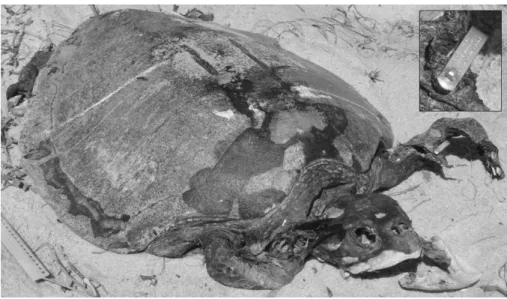 Fig. 3. Olive ridley (Lepidochelys  olivacea) carcass found in Quissamã, Rio de Janeiro state, on 17  April 2009