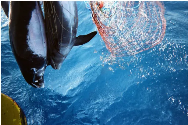 Fig. 3. The “black dolphins” accidentally captured in the same set during the first trip in November 2005