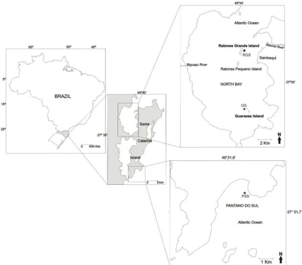Fig. 1.  Sampling  sites location on  the  coast of  Santa  Catarina  Island,  South-Western  Atlantic, Brazil