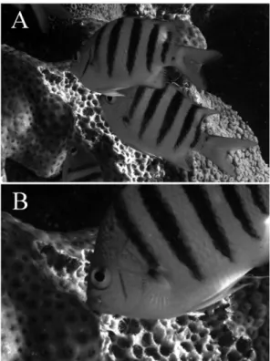 Fig.  1.  (A)  A  group  of  Abudefduf  saxatilis  preying  upon  Palythoa  caribaeorum  and  (B)  a  close  up  view  of  an  A
