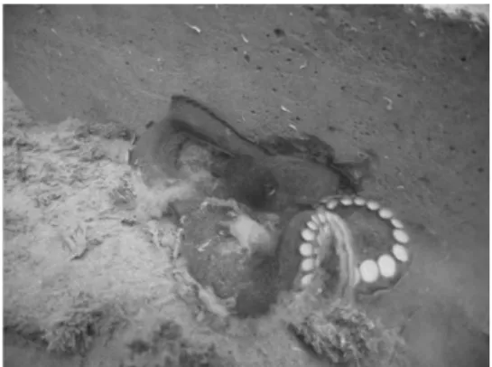 Fig. 5. O. vulgaris in artificial octo-reef. 