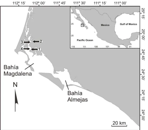 Fig. 1. Study area in the Bahía Magdalena, Baja California Sur, Mexico. The arrows show the study sites (Bed 1, Bed 2, Bed 3  and Bed 4)