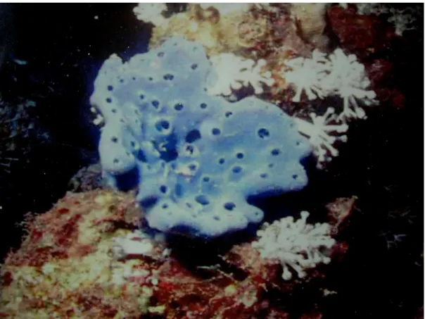 Fig. 5. Chalinula saudensis from the coast of Jeddah. The blue color is distinctly visible in the rocky bottom