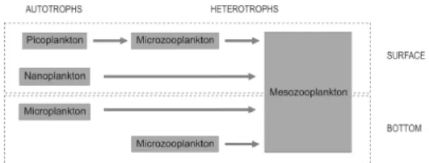 Fig. 5. Proposed plankton trophic structure at the entrance of  Guanabara Bay at both surface and bottom layers