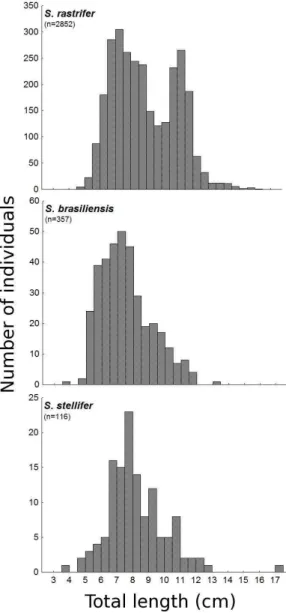 Fig.  3.  Total  length  (cm)  classes  distribution  for  Stellifer  rastrifer,  S.  brasiliensis  and  S