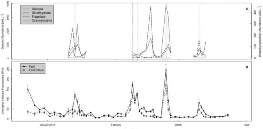Fig.  9.  Site  2  microphytoplankton  abundance  [cell.L -1 ]  (A)  and  Chlorophyll-a  Natural  Fluorescence  [RFU] 