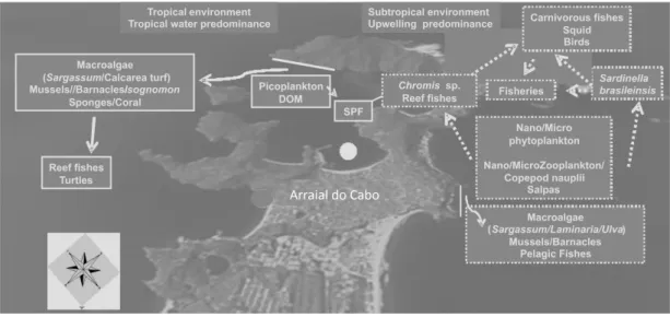Fig. 3. Simplified trophic web in tropical (inside the Cabo Frio embayment) and subtropical (outside the Cabo Frio embayment)  environments  found  in  the  Marine  Extractive  Reserve  of  Arraial  do  Cabo  (Cabo  Frio  region)
