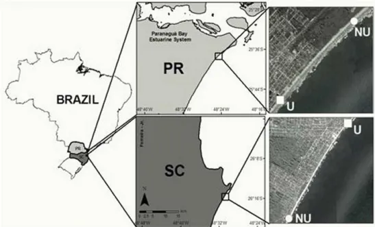 Fig. 1. Location of non-urbanized (NU) and urbanized (U) sectors of beaches: Shangri-lá (PR) (above)  and Barra do Sul (SC) (below).