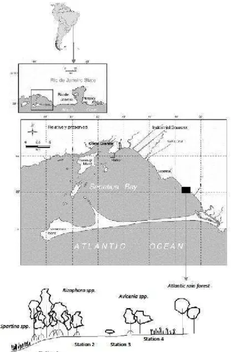 Fig. 1. The location of the study area is on a coastal region of Rio de Janeiro State (Brazil)