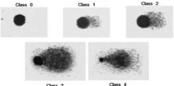 Fig. 1. Class 0. No damage - head is large and intact; comet  without tail. Class 1. Slight damage - head is large and little  affected; short tail whose length is less or equal to one head  diameter; tail width is less than one head diameter