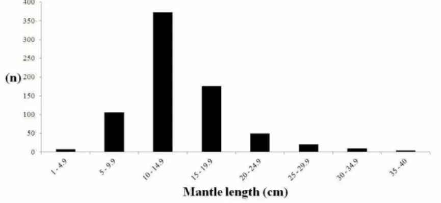 Fig.  3.  Distribution  of  mantle  length  classes  of  cephalopods  found  in  the  stomach  of  nine  Atlantic spotted dolphins (Stenella frontalis) in southeastern Brazil from 2005 to 2007