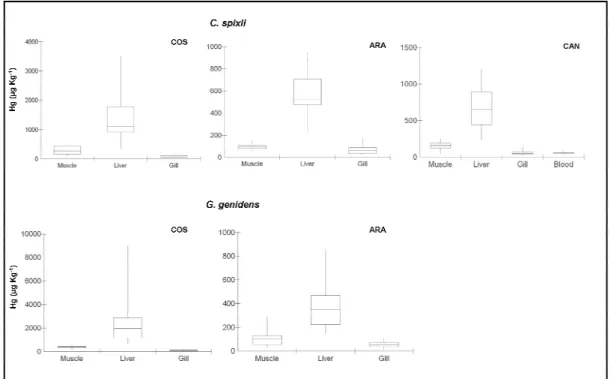 Fig. 2. Boxplot of the median Hg concentrations in muscle, liver and gill of C. spixii and G