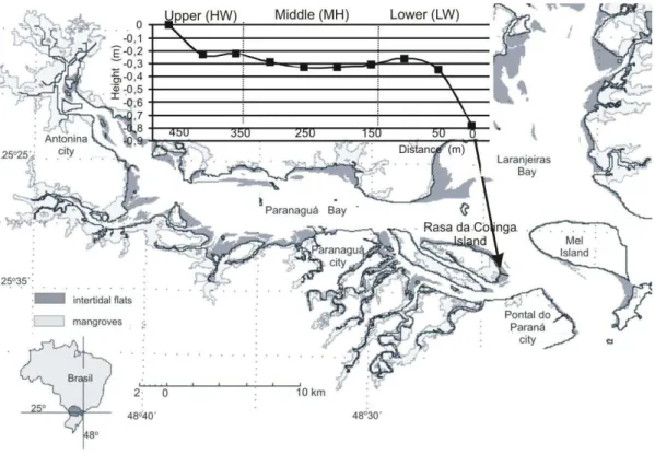 Fig. 1. Intertidal flats of the Paranaguá Bay (dark gray). The transect profile and the location of the sampling areas (HW, MW  and LW) on the intertidal flat of Rasa da Cotinga island