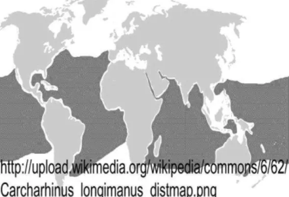 Fig.  1.  Map  of  the  geographical  distribution  of  the  Oceanic  whitetip shark Carcharhinus longimanus 