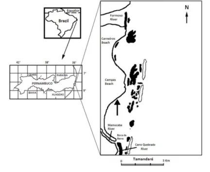 Fig. 1. Map of the sampling site (indicated by the arrow) at Tamandaré beach, Brazil. 