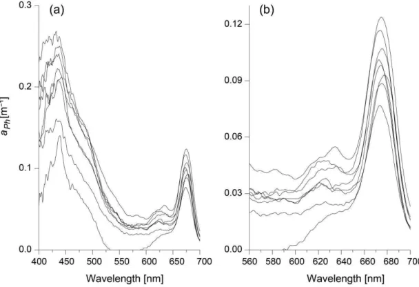 Fig. 11. Phytoplankton absorption coefficients in the 400-750 nm range (a) and a detail of the 560-750 nm range (b) that shows  shoulders at 625-635 nm