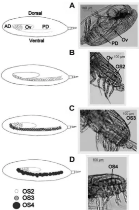 Fig.  1.  Gonad  developmental  stages  (GS)  of  Drepanopus  forcipatus adult female