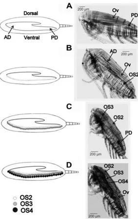 Fig. 2.Gonad developmental stages (GS) of Calanus australis  adult  female.  To  the  right:  lateral  views,  this  study