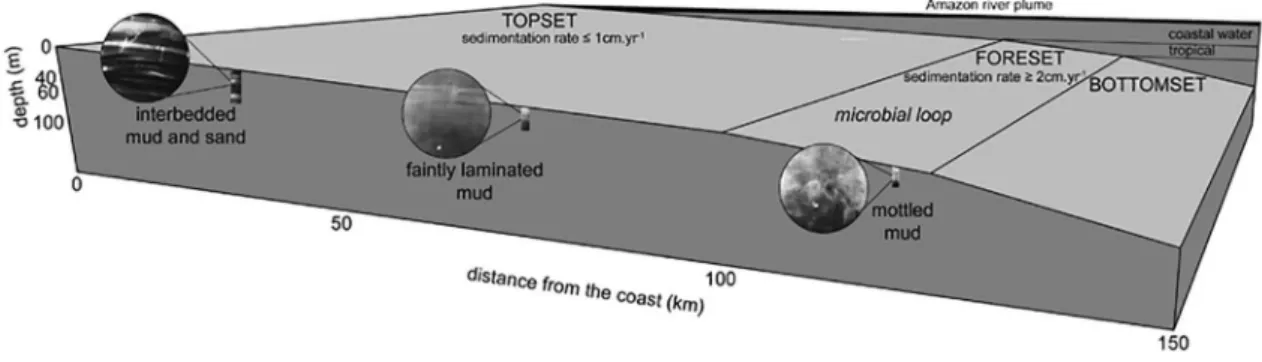 Figure 6. Cross-shelf transect showing the relationships between deltaic stratigraphy, sediment accumulation rates and the microbial loop activity  hypothesis in relation to the F