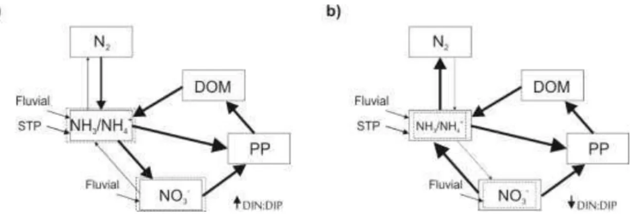 Fig.  10.  Simplified conceptual model of nitrogen cycling in the estuary at  different  scenarios: a)   prevailing   nitrogen  fixation and nitrification ;  b) Prevailing denitrification