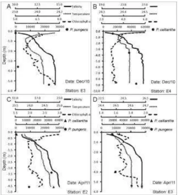Fig.  9.  Vertical  profiles  of  salinity,  temperature  (ºC),  chlorophyll- a   concentration  (µg L -1 ) and abundance (cells L -1 ) of  Pseudo-nitzschia calliantha  and  P