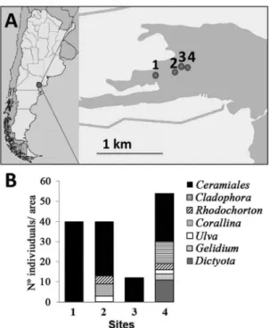 Figure 1. A) Position of sampling sites (1-4) within the Bay of San  Antonio (Argentina; S40º43’ W64º56’); B) Variations in macroalgae  composition and abundances (individual taxa number number/300  cm 2 ) at the different sampling sites.