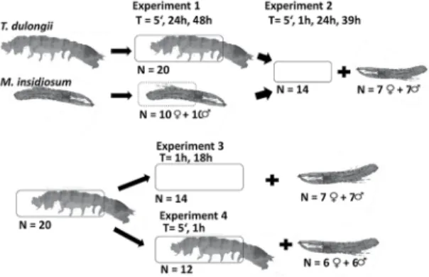 Figure 2. Overview of four different experiments testing for intraspeciic  interactions between Monocorophium insidusium and Tanais aff