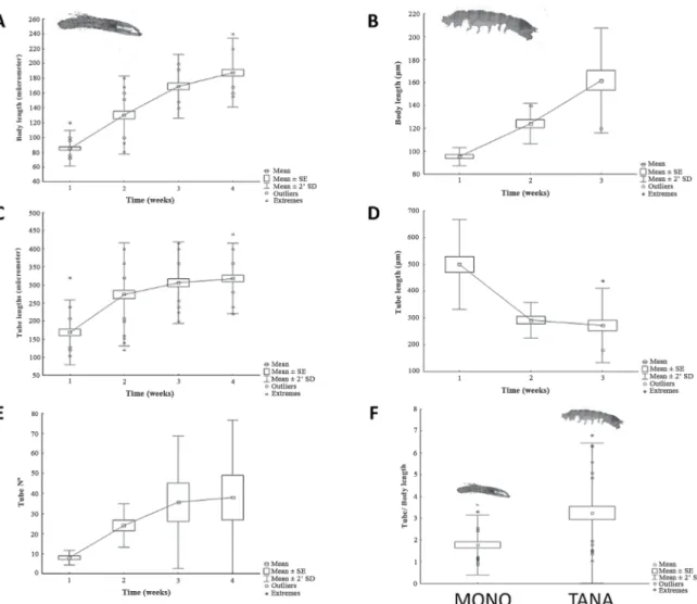 Figure 4. M. insidiosum (left) and T. aff. dulongii (right). A+B) Growth of juveniles in body lengths and C+D) Changes in tube lengths of  juveniles constructed over the irst three (T