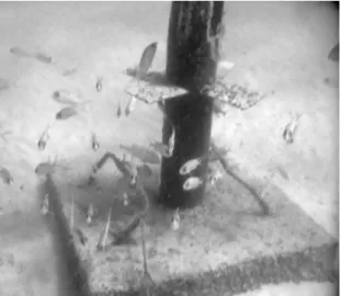 Figure 7.  Biofouling  multi-experimental  unit  used  in  the  present  study showing the ish community associated with the panels.