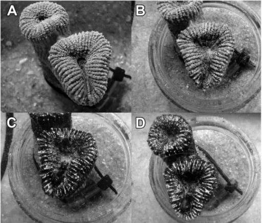 Figure 3. Polyp of Mussismilia harttii kept at 35.0 ºC with light (300 mmol of photons.m -2 .s -1 ): A = before exposure; B = after 95 min; C = after  190 min; and D = after 285 min.
