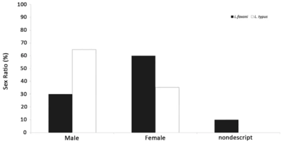 Figure 2. Sex ratio for both species of Lucifer gender, early stages of development of Lucifer faxoni with sex not set appear as nondescript.