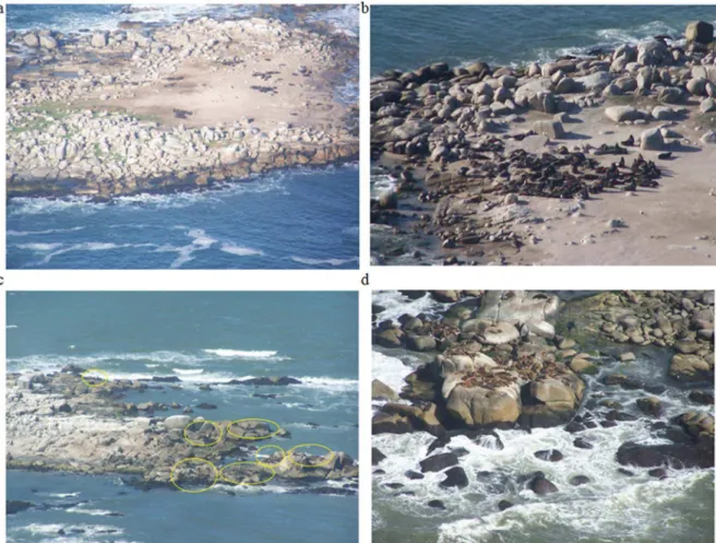 Figure 4. Localization of some sea lion groups a) dispersed on the beach, in June 2008; b) on the beach, more concentrated and near the sea in  September 2008