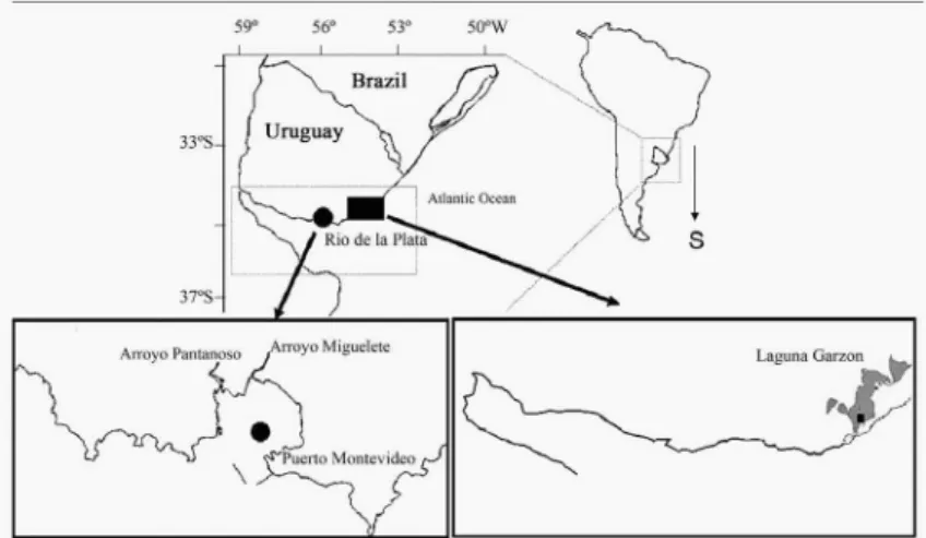 Figure 1. Areas of sample collection (solid circle shows the inner part of the Montevideo Bay and solid square shows Garzón Lagoon).